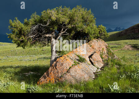Juniper trees sprouting from boulders, Bridger-Teton National Forest, Wyoming Stock Photo