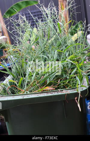 Grass clippings in green rubbish bin Stock Photo