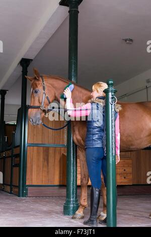 Selle Francais. Woman grooming a chestnut mare. Germany Stock Photo