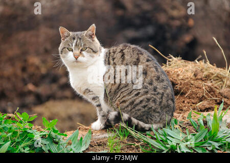 Domestic Cat. Tabby adult with white markings sitting next to English Plantain. Germany