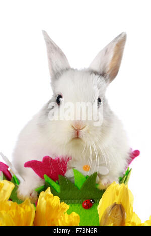 Dwarf rabbit. White rabbit in a basket surrounded by spring flowers. Studio picture against a white background Stock Photo
