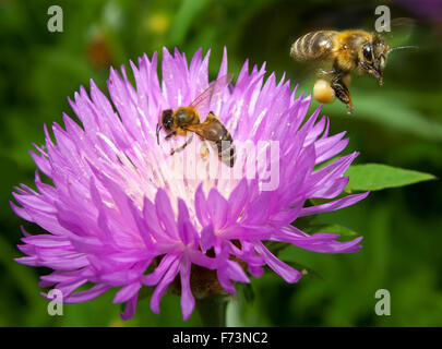 Two bees (Apis mellifera) on a flower of a pink cornflower (Centaurea dealbata Willd) Stock Photo