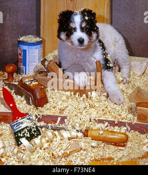 The puppy lies on wooden shavings, joiner's tools planes and a chisel lie nearby. square format. photographing in studio, Stock Photo