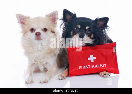 Chihuahua. Two adult dogs with first-aid bag. Germany Stock Photo
