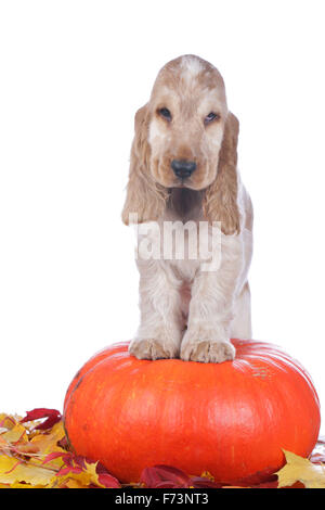 English Cocker Spaniel. Adult dog (orange roan) standing on a big pumpkin. Germany Stock Photo