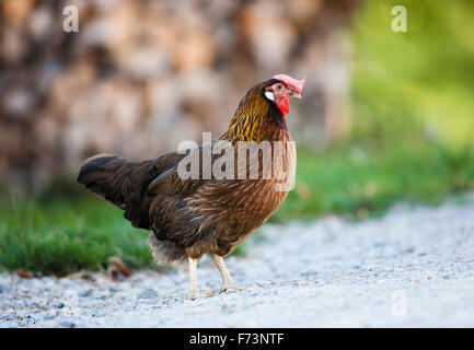 Domestic Chicken, breed: Brown Leghorn. Hen standing, seen side-on. Germany Stock Photo