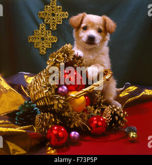 Festive, New Year's, Christmas composition the puppy pours out from a basket spheres for a fir-tree. square format. Stock Photo