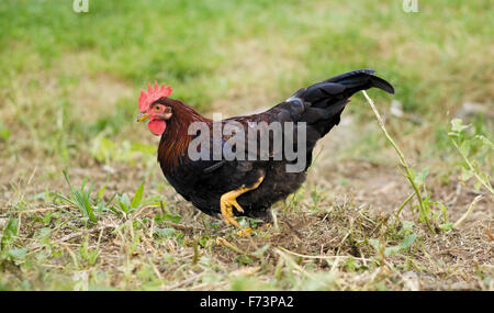 Domestic Chicken, breed: Brown Leghorn Bantam walking in grass. Germany Stock Photo