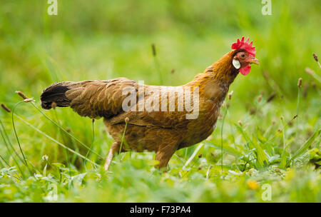 Domestic Chicken, breed: Brown Leghorn Bantam. Henwalking in grass. Germany Stock Photo