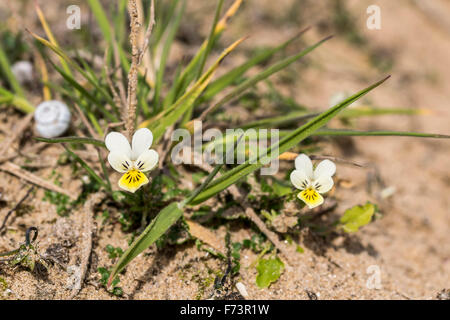 Dwarf Pansy Viola kitaibeliana photo taken at Aberffraw sand dunes on Anglesey North Wales Stock Photo