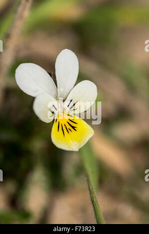 Dwarf Pansy Viola kitaibeliana photo taken at Aberffraw sand dunes on Anglesey North Wales Stock Photo