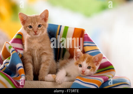 Domestic cat. Pair of kittens under a multicolored blanket. Studio picture. Germany. Stock Photo
