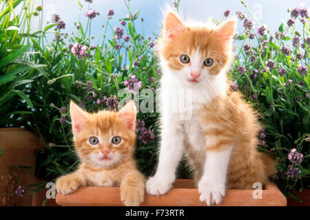 Domestic cat. Pair of kittens lin a flower pot with purple flowering plants in background. Studio picture. Germany. Stock Photo