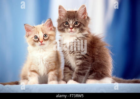 Domestic cat. Pair of kittens sitting next to each other on a blue blanket blanket. Studio picture. Germany Stock Photo