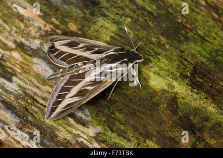 Striped hawk-moth, hawkmoth, Linienschwärmer, Linien-Schwärmer, Hyles livornica, Celerio lineata, Le Sphinx livournien Stock Photo