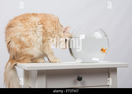 domestic cat sitting on a table on which there is an aquarium with goldfish Stock Photo