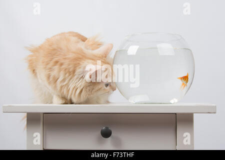 domestic cat sitting on a table on which there is an aquarium with goldfish Stock Photo