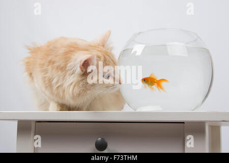 domestic cat sitting on a table on which there is an aquarium with goldfish Stock Photo