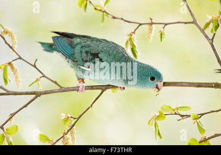 Barred Parakeet, Catharine Parakeet (Bolborhynchus lineola). Juvenile blue bird eating fresh Hornbeam leaves. Germany Stock Photo