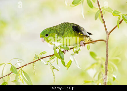 Barred Parakeet, Catharine Parakeet (Bolborhynchus lineola). Juvenile green bird perched on a Willow twig. Germany Stock Photo