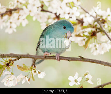 Barred Parakeet, Catharine Parakeet (Bolborhynchus lineola). Juvenile blue bird eating a Cherry flower. Germany Stock Photo