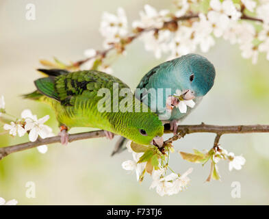 Barred Parakeet, Catharine Parakeet (Bolborhynchus lineola). Green and blue bird eating Cherry flowers. Germany Stock Photo