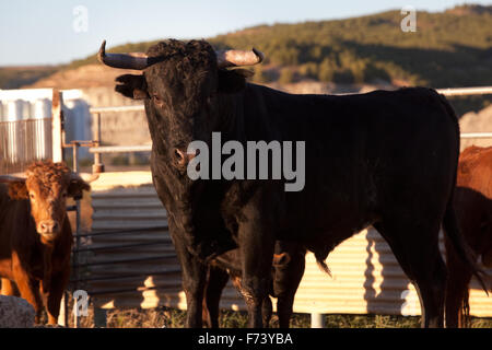 Close up image of black bull on a farm Stock Photo