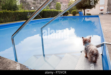 Dog thinking about taking a dip in the pool Stock Photo