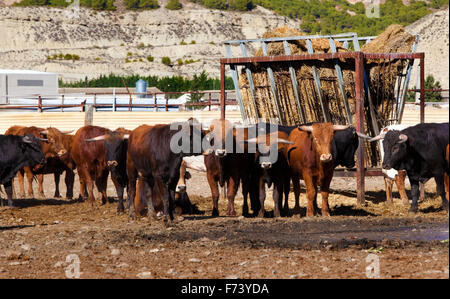 Detail of several bulls on a farm Stock Photo