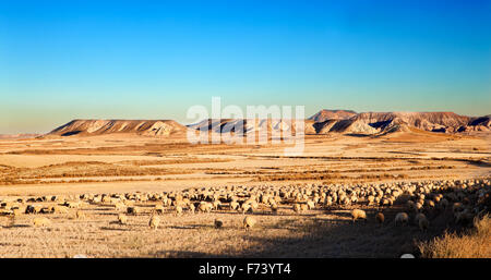 Rural landscape with flock of sheep in the desert Stock Photo