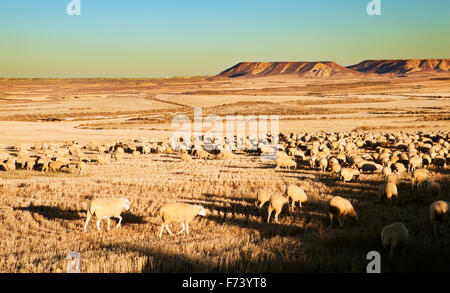 Flock of sheep in a village in the desert countryside near Asni and the ...