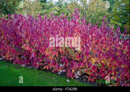 Cornus alba ' Sibirica' in autumn colour. Stock Photo