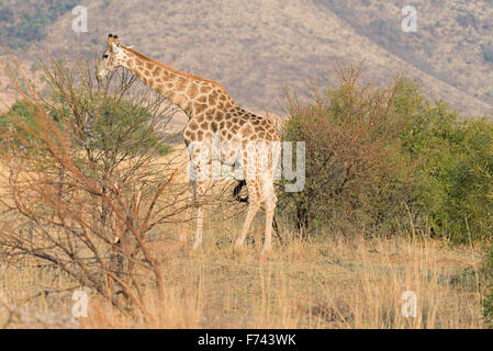 Giraffe feeding on acacia leaves just after sunrise in Pilanesberg Game Reserve, South Africa Stock Photo