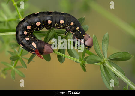 Bedstraw Hawk-Moth, Gallium Sphinx, caterpillar, Labkrautschwärmer, Labkraut-Schwärmer, Raupe, Hyles gallii, Celerio galii Stock Photo