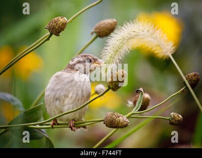 Sparrow (passer domesticus) pecking at feathertop grass. Bird perched on a grass stalk picking at tufted grass in autumn. Stock Photo