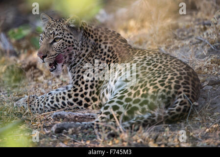 Young female leopard (panthera pardus) with kill on background in Moremi NP, Botswana Stock Photo