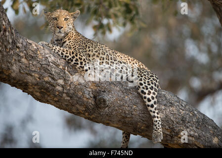 Beautiful female leopard(panthera pardus) resting in tree in afternoon sunlight in Moremi National Park (Khwai), Botswana Stock Photo