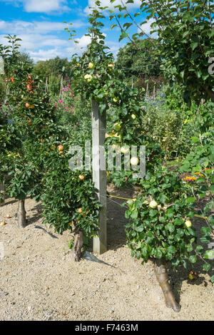 Cordon grown apple trees Stock Photo