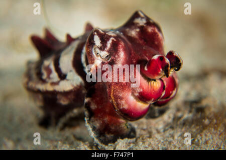 A tiny Flamboyant Cuttlefish - Metasepia pfefferi. Taken in Komodo National Park, Indonesia. Stock Photo