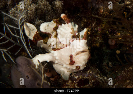 A white Warty Frogfish - Antennarius Maculatus. Taken in Komodo National Park, Indonesia Stock Photo