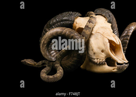The male morelia spilota harrisoni python on black background Stock Photo