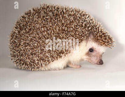 African Pygmy Hedgehog Stock Photo