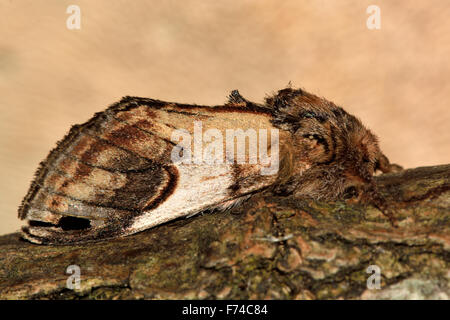 Pebble prominent (Notodonta ziczac) at rest on bark Stock Photo