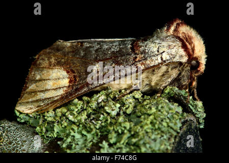 Buff-tip (Phalera bucephala) resting on lichen Stock Photo