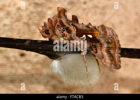 Beautiful golden Y (Autographa pulchrina) resting on twig Stock Photo