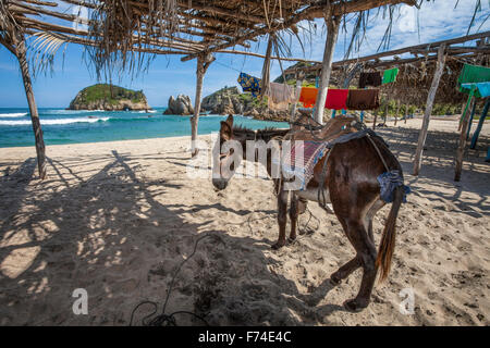 Donkey on the beach in Maruata, Michoacan, Mexico. Stock Photo