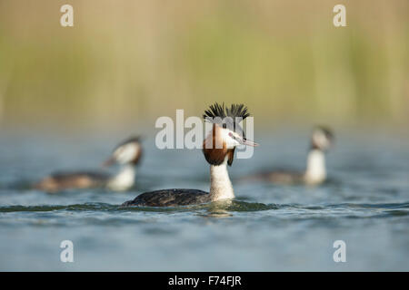 A flock of Great Crested Grebes / Haubentaucher ( Podiceps cristatus ) swimming in the same direction.