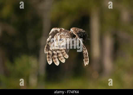 Tawny Owl / Waldkauz ( Strix aluco ) on its silent flight over a clearing in midst of a green forest. Stock Photo