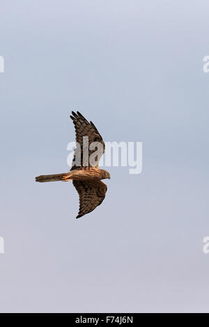 Montagu's Harrier (Circus pygargus) Stock Photo