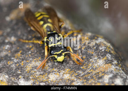 European paper wasp, Gallische Feldwespe, Französische Feldwespe, Polistes dominulus, Polistes dominula, Polistes gallicus Stock Photo